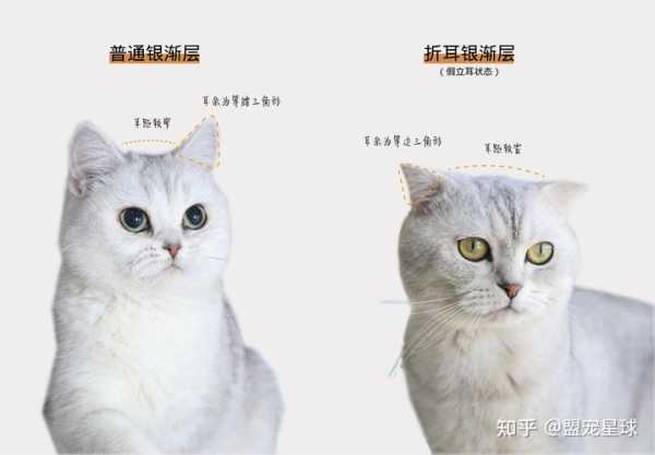 折耳猫怎么挑选（折耳猫怎么挑选纯种）