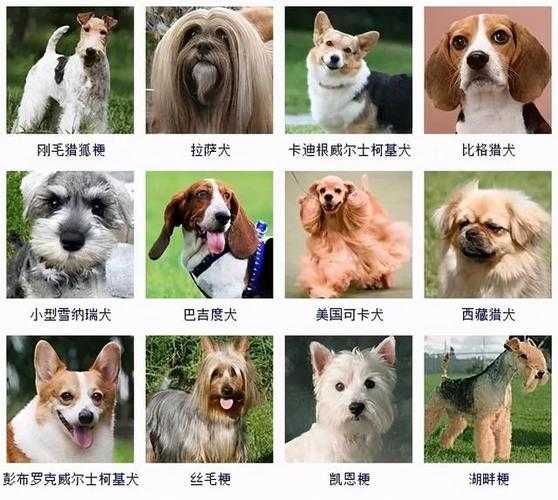 种母犬如何挑选品种（种母犬如何挑选品种呢）