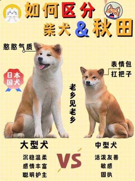 秋田犬多大开始训练（秋田犬多大训练最好）