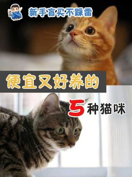 如何培养一只乖巧的猫咪（怎么培养一只温顺猫咪）