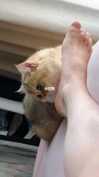 猫咪为什么喜欢蹭人手和脚（猫咪为什么喜欢蹭人的手）