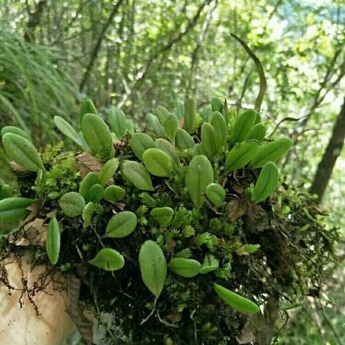 石蕨图片（石蕨图片功效作用）