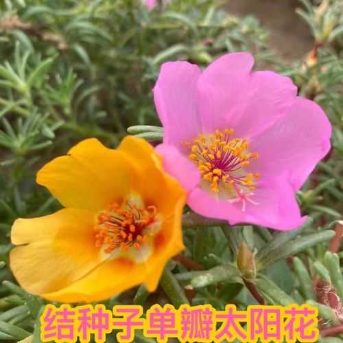 午时花怎样养（午时花的养殖方法和注意事项）