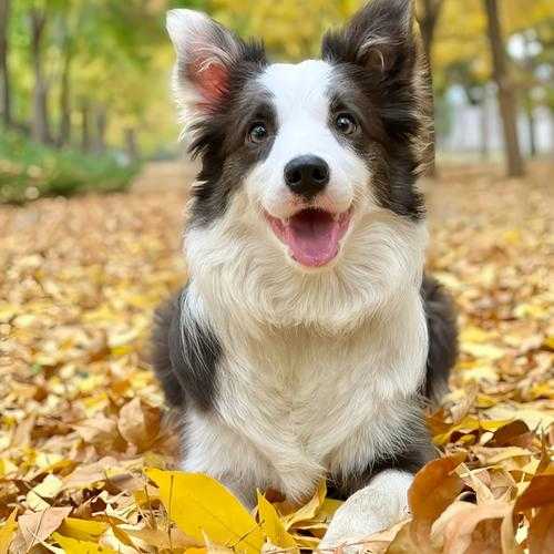 边境牧羊犬多少钱一个（边境牧羊犬多少钱一个幼犬）