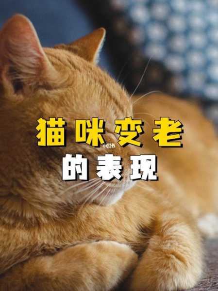 猫变老的迹象（猫变老的迹象描写）