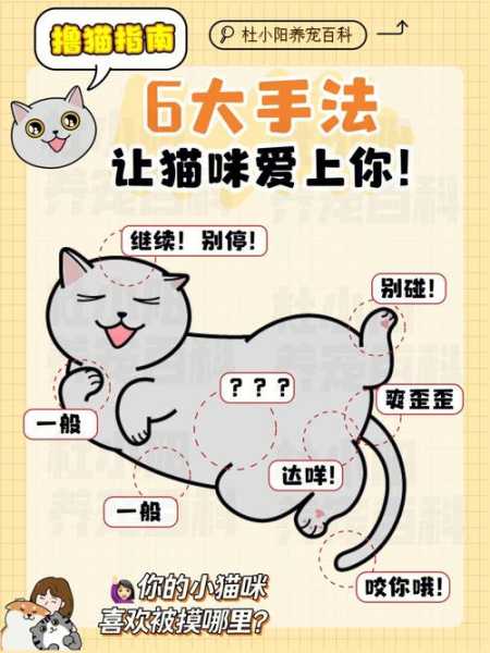 掌握这些小技巧,让猫喜欢你（怎样让猫咪喜欢你?）