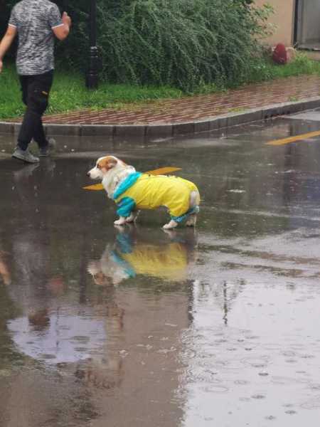 下雨天狗狗出去玩知道回家吗（下雨天狗狗找得到回家的路吗）