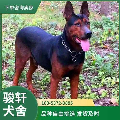 苏联红犬精品图片（苏联红犬图片 纯种幼崽）