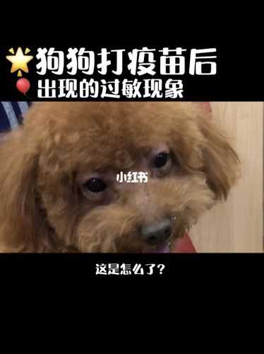 狗狗注射疫苗后过敏怎么办（狗狗打完疫苗后过敏现象）