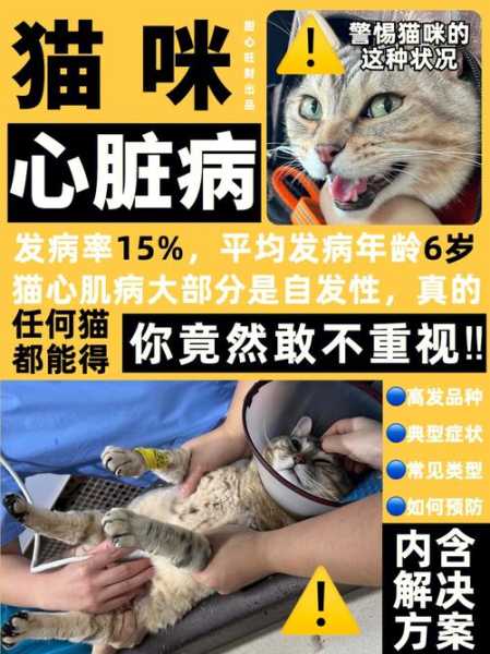 猫咪心脏病快速筛查（猫咪心脏病快速筛查多少钱）