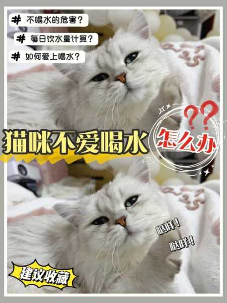 猫咪突然喝了很多水（猫咪突然喝了很多水怎么办）