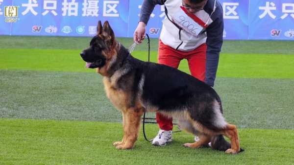 把德国牧羊犬训练视频介绍一下（德国牧羊犬怎么训练牧羊）