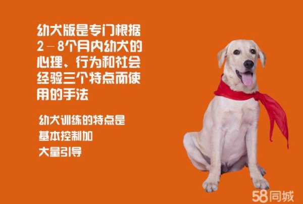 如何训练苏格兰牧羊犬（养苏格兰牧羊犬的感受）