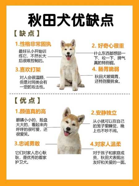 5个方面教你分辨秋田犬的品种（秋田犬分几个品种）