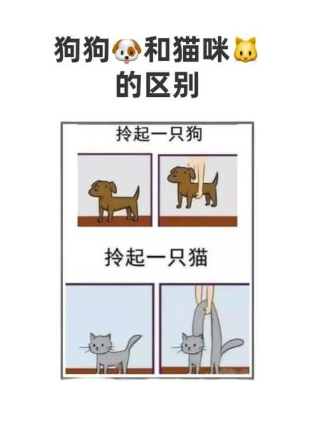 养猫与养狗的区别,戳中请勿流泪（养猫跟养狗的区别）