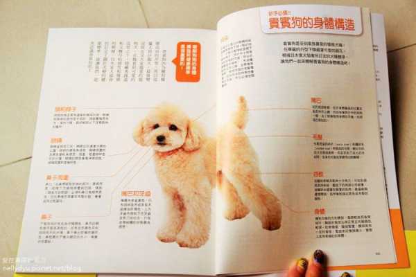 贵宾犬养护全程指导（贵宾犬怎么养?最正确的贵宾犬饲养方法）