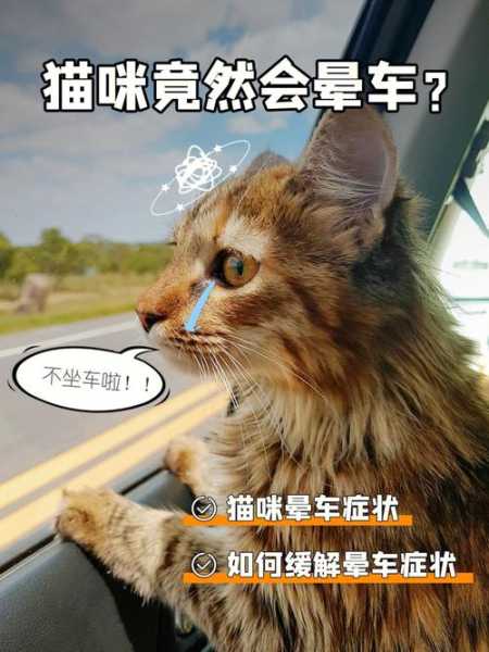 猫咪晕车的怎么办（猫咪晕车怎么办缓解）