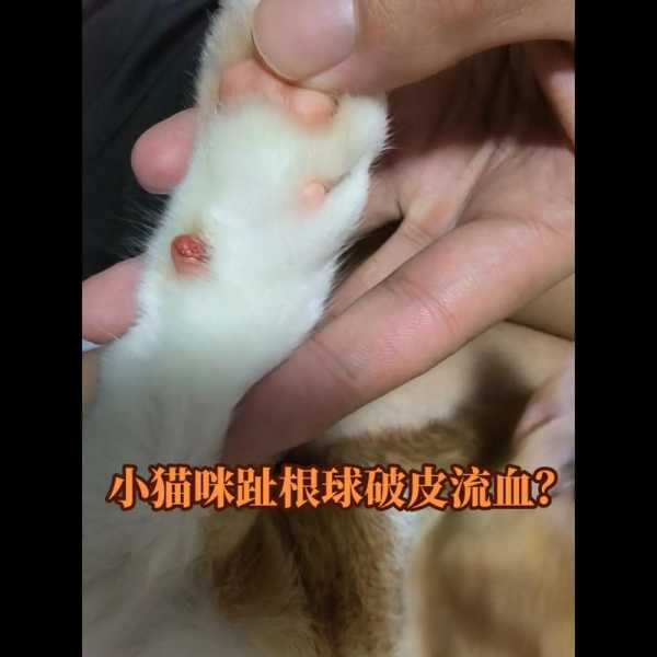 猫咪的小肉垫出血了怎么办（猫咪小肉垫破了怎么回事）