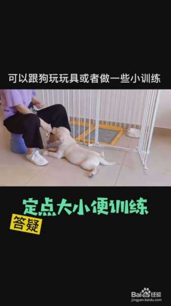 教狗狗室外大小便（如何训练狗狗室外大小便视频）