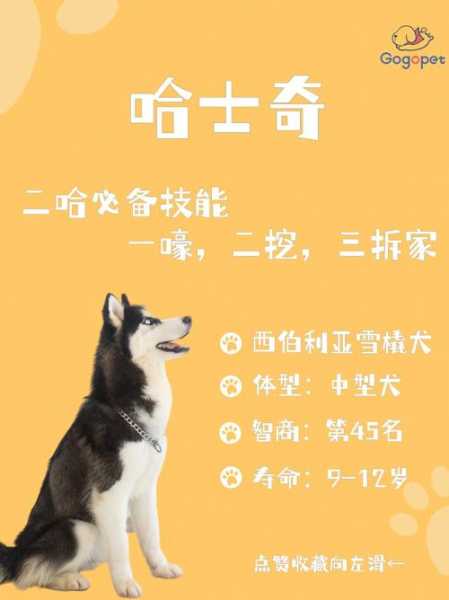 哈士奇幼犬选购之前的注意事项（哈士奇幼犬饲养）