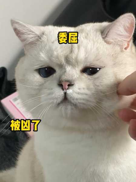 猫咪不听话的时候该怎么办（猫咪不听话了）