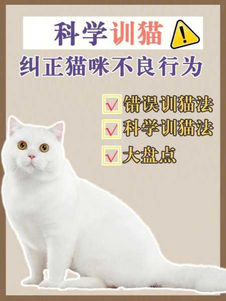 猫咪训练的四大注意事项（猫咪训练的四大注意事项是什么）