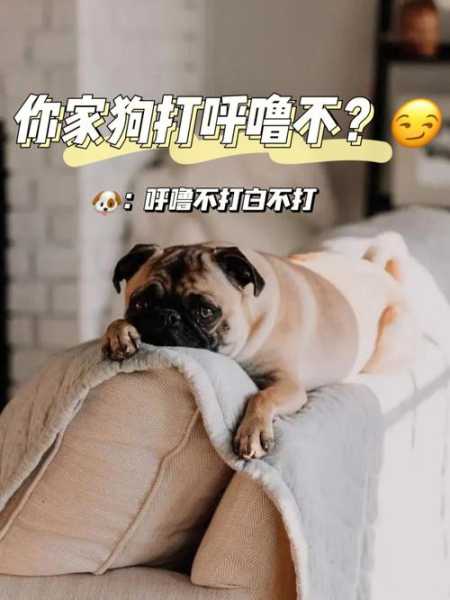 狗狗睡觉打鼾是什么情况（狗狗睡觉打鼾是什么情况啊）