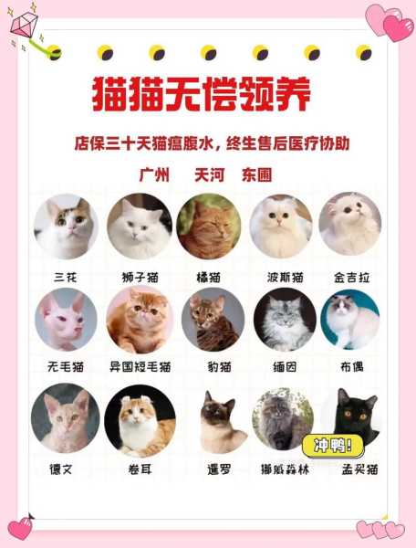 领养一只小猫怎么让它适应（领养成猫怎么让他适应）