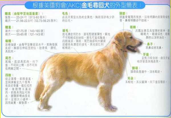 金毛体型标准表（金毛犬体长标准）