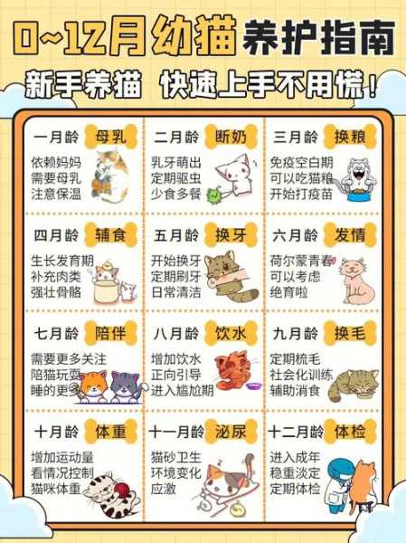 小猫咪要怎么喂养（小猫咪怎么喂养才能长胖）