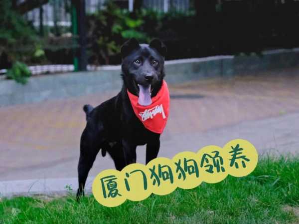 厦门让养大型犬吗（2019年厦门养狗新规定）