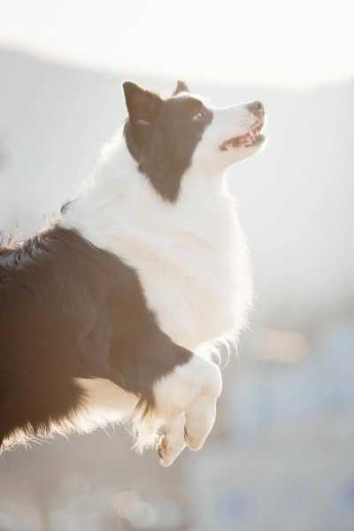 边境牧羊犬表演（边境牧羊犬视频播放）