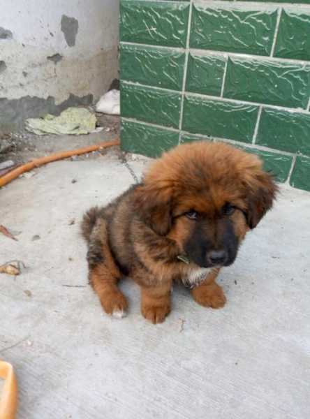 藏獒幼犬特征（藏獒幼犬的特征）