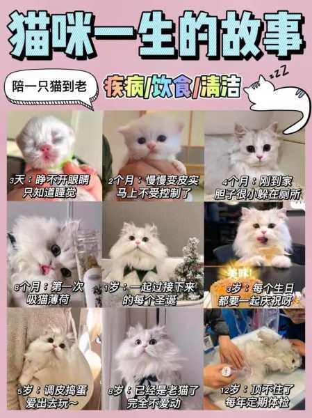 如何训练猫咪记住自己的家（如何让猫咪记住自己）