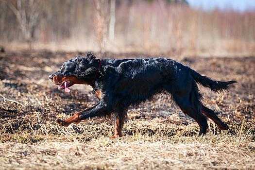 戈登赛特犬智商（戈登比赛）