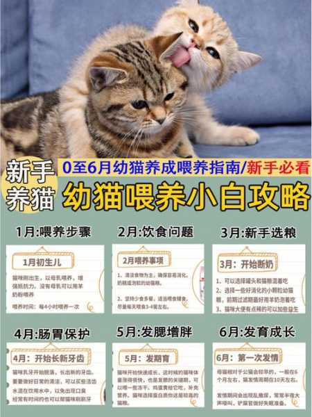 刚出生小奶猫要怎么喂奶（刚出生小奶猫要怎么喂奶才好）