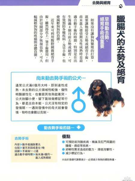 腊肠犬的饲养方法（腊肠犬的优点）