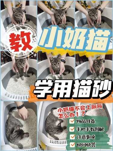 流浪猫怎么教他用猫砂（流浪猫怎么教他用猫砂呢）