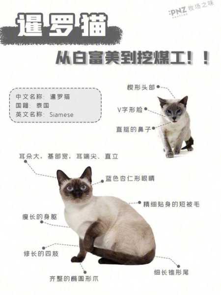 暹罗猫多长时间洗一次澡合适（暹罗猫多久算成年）