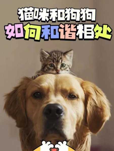 如何让狗和猫友好相处（怎么让狗和猫好好相处）