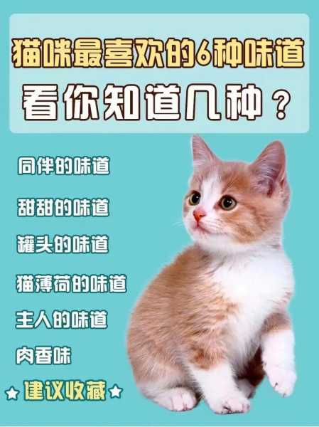 猫不喜欢的味道是什么味（猫不喜欢的味道或者东西）