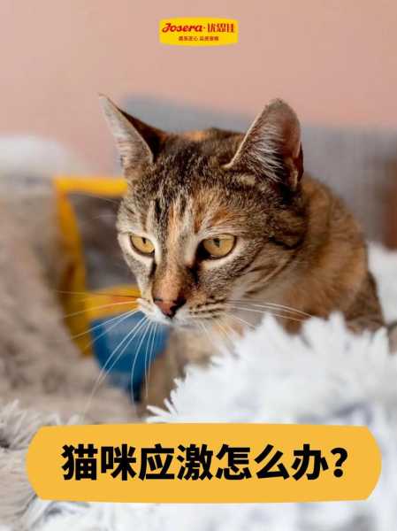 喵咪怕生怎么办（猫怕生是什么原因）