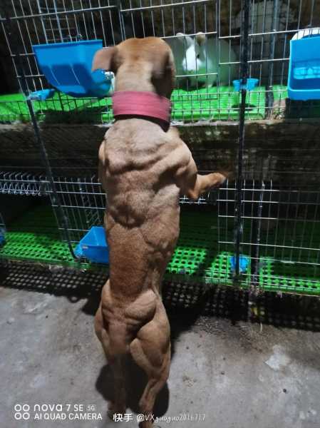 如何训练比特犬正确方法视频（比特犬训练肌肉视频）