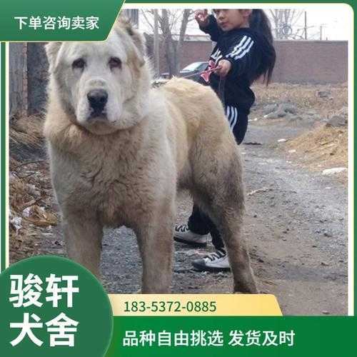 中亚牧羊犬的缺点（中亚牧羊犬的缺点是什么）