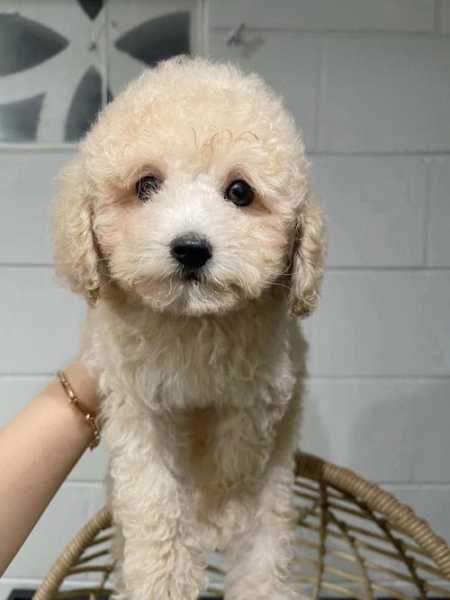 葡萄牙水犬和泰迪区别图片（葡萄牙水犬和泰迪哪个聪明）