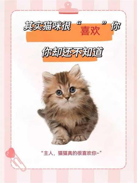 猫为什么那么喜欢你（猫为什么那么爱你）