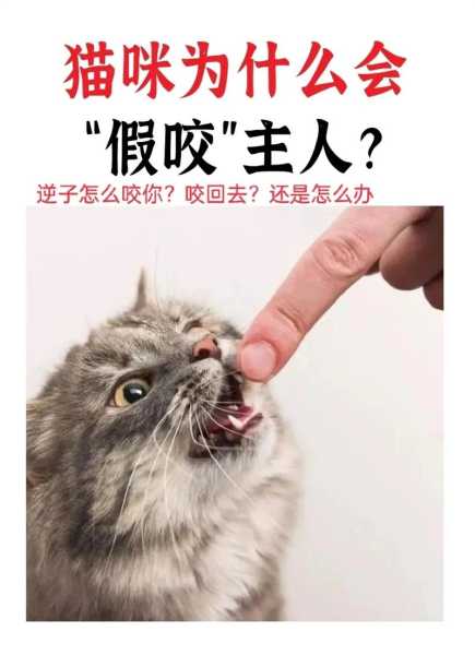 猫咪总爱咬人怎么办（猫咪老是爱咬人）