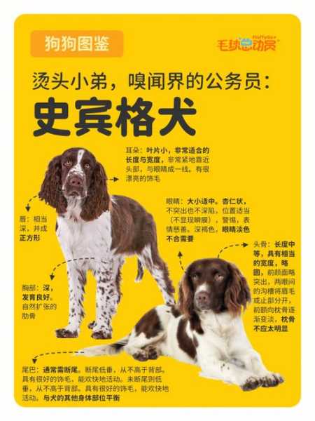 英国史宾格犬基本介绍图片（英国史宾格和威尔士史宾格）