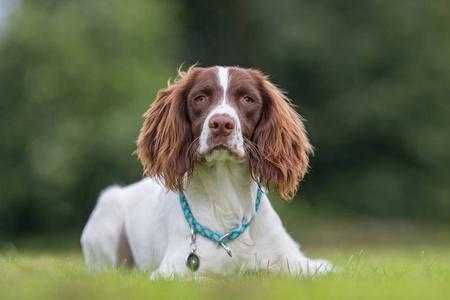 威尔士史宾格犬和英国犬哪个好（威尔士斯宾格猎犬）