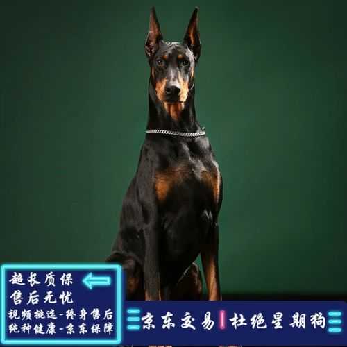 杜宾犬又吐又拉怎么办（杜宾吐怎么回事）